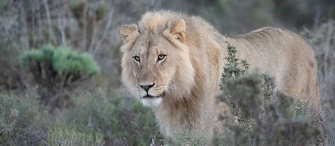 nearby-walmer-villiers-self-catering-port-elizabeth-seaview-lion-park nearby-walmer-villiers-self-catering-port-elizabeth-seaview-lion-park