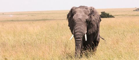 nearby-walmer-villiers-self-catering-port-elizabeth-addo-elephant-park nearby-walmer-villiers-self-catering-port-elizabeth-addo-elephant-park